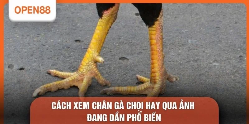 Cách Xem Chân Gà Chọi Hay Qua Ảnh - 5 Bí Kíp Chọn Linh Kê 1 Cách xem chân gà chọi hay qua ảnh đang dần phổ biến