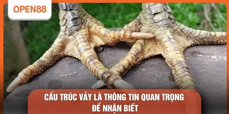 Cách Xem Chân Gà Chọi Hay Qua Ảnh - 5 Bí Kíp Chọn Linh Kê 2 Cấu trúc vảy là thông tin quan trọng để nhận biết