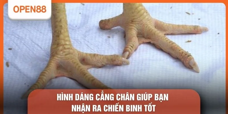 Cách Xem Chân Gà Chọi Hay Qua Ảnh - 5 Bí Kíp Chọn Linh Kê 3 Hình dáng cẳng chân giúp bạn nhận ra chiến binh tốt